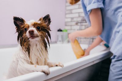 Pet Grooming and Pet Sitting Insurance in O'Fallon, MO by Jeff Hug - Insurance Broker