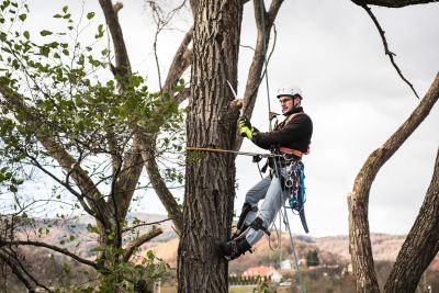 Tree Trimming Insurance in O'Fallon, MO by Jeff Hug - Insurance Broker