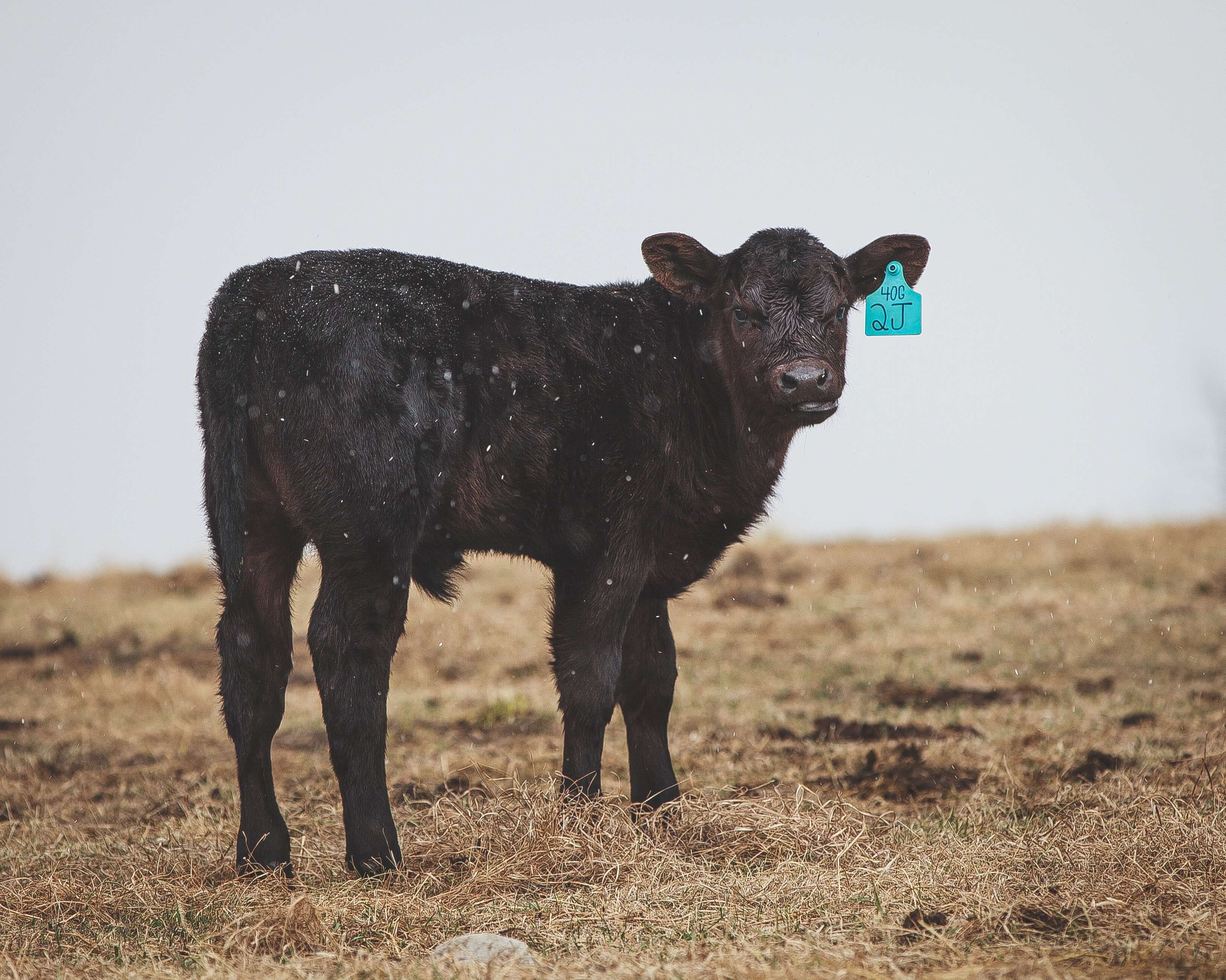 O'Fallon, St Charles, MO. Farm Livestock Insurance
